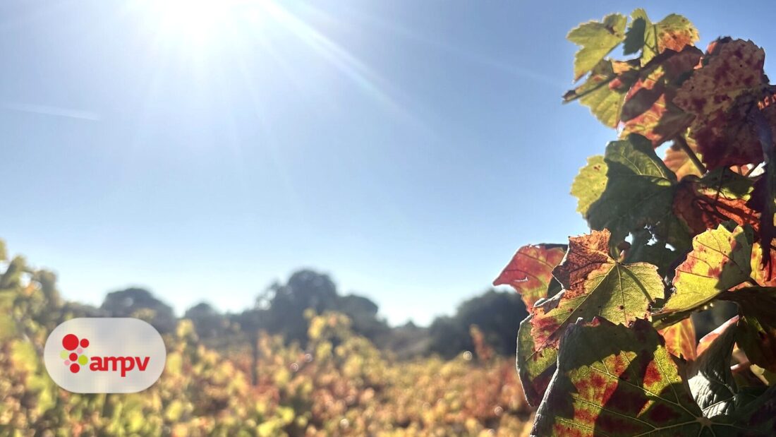 AMPV - Associação de Municípios Portugueses do Vinho